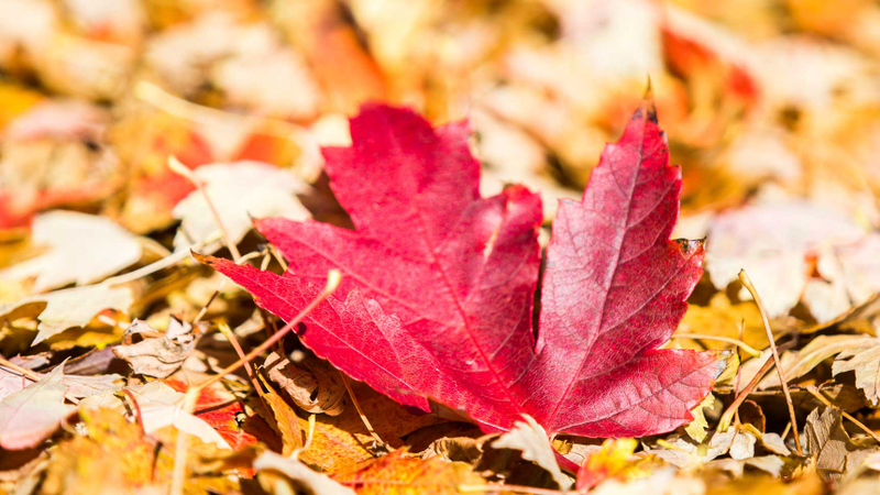 Illustration for article titled 48 Photos Of Autumn Around The World